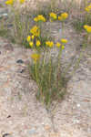 Nuttall's rayless goldenrod